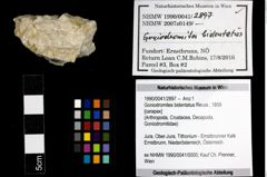 Foto (Objekt + Etiketten) von Goniodromites bidentatus (Reuss, 1859) 